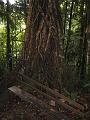 This bench represents the 1/4 way up mark for the 1300 steps on the Enbas Saut Falls Hike